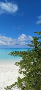 Nikabliss Dhigurah