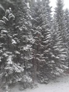 FLORA Apartment Hotel 412