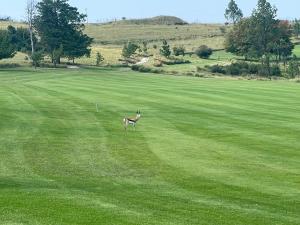 Precious, Peaceful 3bedroom, 6 sleeper family home!