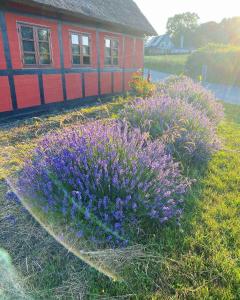 Charming Cottage In The Best Hc Andersen Style