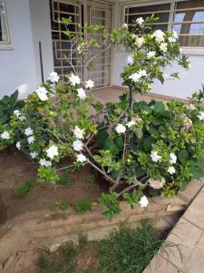 Ζεστή φωλιά