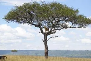 Savannah Solace Mara Camp - Keekorok