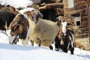Ferienwohnung Mitterleithengut