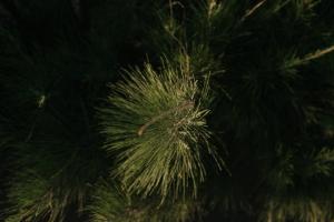 Breezy Sport House Chalé Ravenala