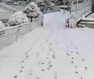 The Devan Wood Resort - Dhanaulti