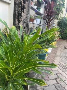 L&J Modern Backpackers Kinondoni