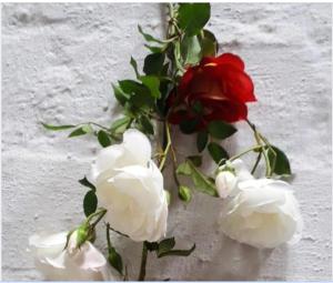 Alternative Space B & B