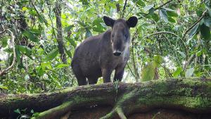 Ventanas en Corcovado