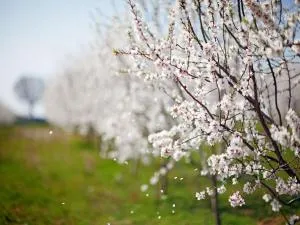 童西亚农家乐 - 卡萨诺德莱穆尔杰