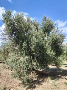 ANVE OLIVE TiNY HOUSE