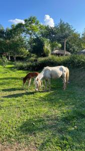 Cabañas Mi Querido Viejo