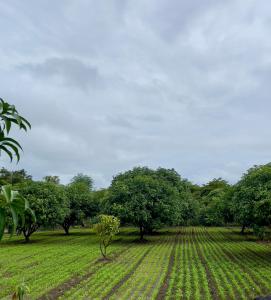 Fulgulab Lawns and Home Stay