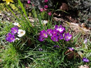Chalets Cabanon : photos des chambres
