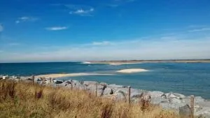 Seashell - 塞尔西