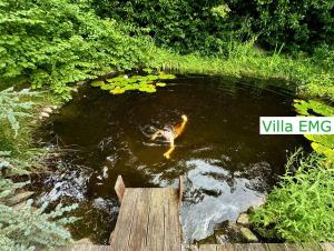 Luxus Design Ferienhaus Villa EMG Bensheim nah Frankfurt, Heidelberg mit Sauna, Schwimmteich, Garten für Familien und Gruppen bis 17 Personen