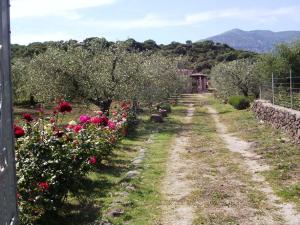 Villa degli Ulivi e delle Rose img7