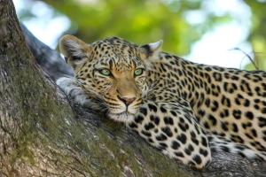 Jukskei Big 5 - Leopard