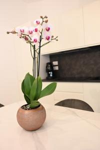 CAMILLA APARTMENT - Salerno-Amalfi Coast