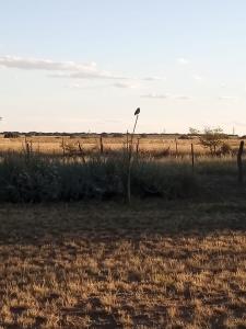 Cardo Ruso Cabaña