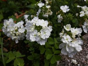 Apartments Miskovic - Studio Apartment with Balcony and Sea View East