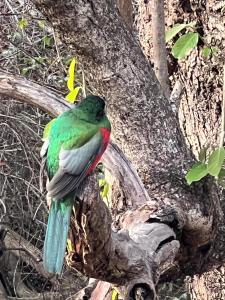 Tranquil Garden Nest