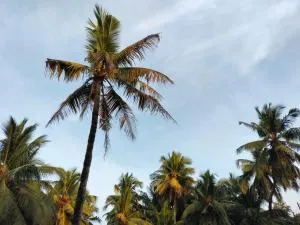 Delta Paradise - Malpe