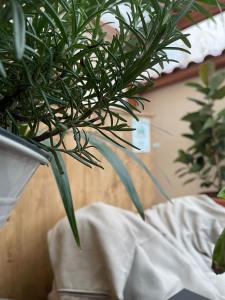 Little House Green Relax