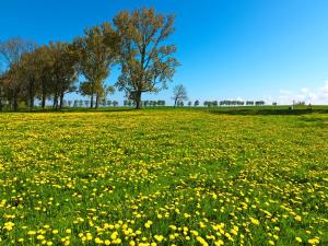 Buchenweg Whg.24, Friese, EG re