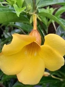 La Chonta de Corcovado - Agujas