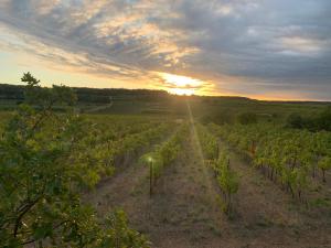 Maisons de vacances Quiet street in old Meze - terrace, 250m to beach : photos des chambres