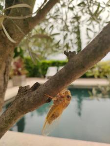 B&B / Chambres d'hotes Villa Cabrida : photos des chambres