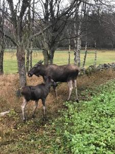 Gula huset i skogen- Skogsbruk & logi på Linderödsåsen -Yellow house in the woods
