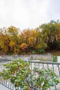 Deus silva - Nea Kerasounta