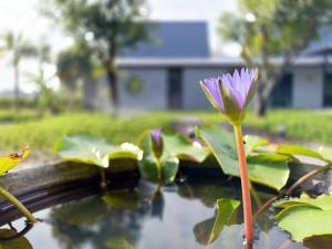 Chombua MaeWang ชมบัว