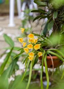 Tam Coc Moonlight Sweet Home