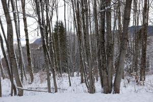 Appartements Les Timalets : photos des chambres