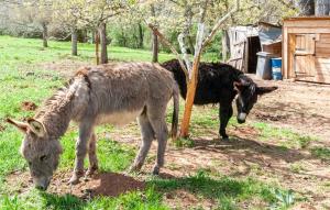Maisons de vacances Cozy Home In Frayssinet-Le-Gelat : photos des chambres