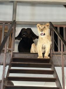 Simba Safaris African Pride Exotic Lodge