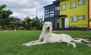 Seogwipo Yongnuni Pension - Pangdu-dong