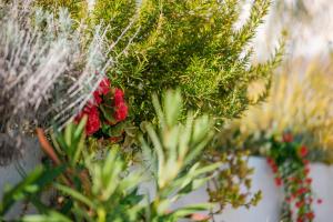 Villa Essenza - Roza