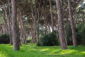 Hotel Parco dei Pini - 100mt dal Mare