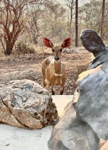 Jackals Dream - Self Catering Villa bordering Kruger National Park