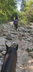 Alquiler de caballos y cabalgatas por el Atlántico