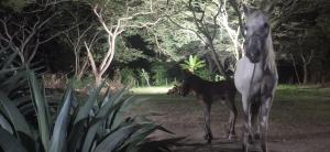 Alquiler de caballos y cabalgatas por el Atlántico