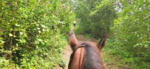 Alquiler de caballos y cabalgatas por el Atlántico