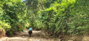 Alquiler de caballos y cabalgatas por el Atlántico