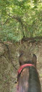 Alquiler de caballos y cabalgatas por el Atlántico
