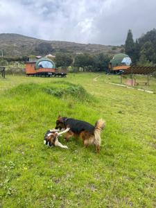 Glamping Brillo de Luna