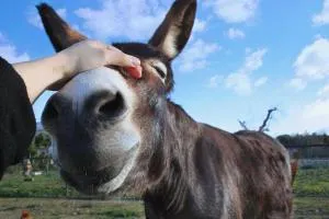 安塔尔农庄旅馆 - 新福卡