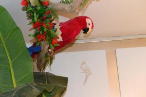 Appartements Jungle Spa - Cocon tropical et depaysant avec balneo en plein coeur de Pezenas ! : photos des chambres